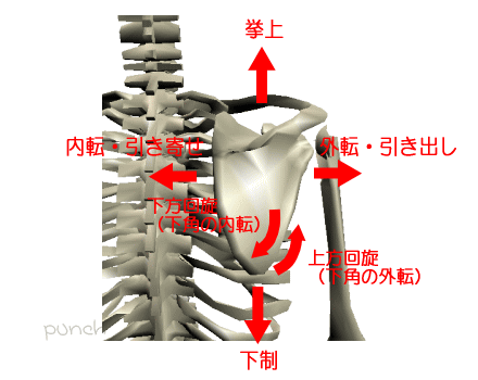 肩甲骨の可動域