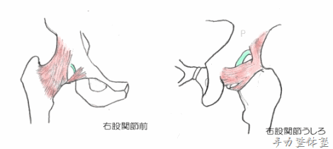 股関節の靭帯 