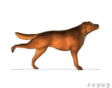 犬股の関節