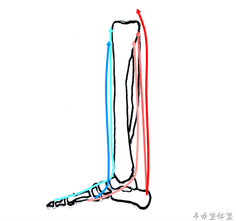 足の骨と筋