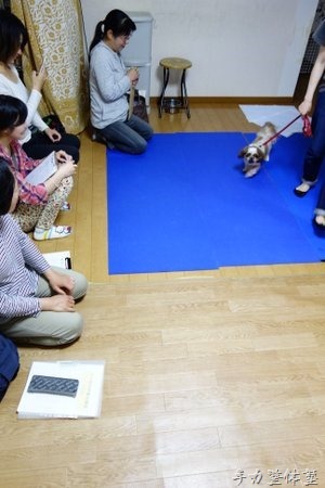 びっこを引いたらパテラ?だからどうした?