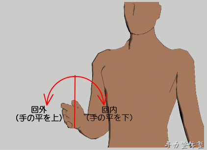 橈尺関節の動き（回内・回外）