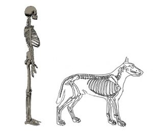 骨格から考える人と犬の違い