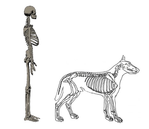 人と犬の骨格の違いを考えると整体はより面白くなります 孤高の整体師パンチ伊藤公式ブログ
