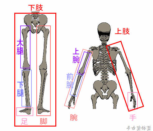 上肢と下肢の部位、名称と位置