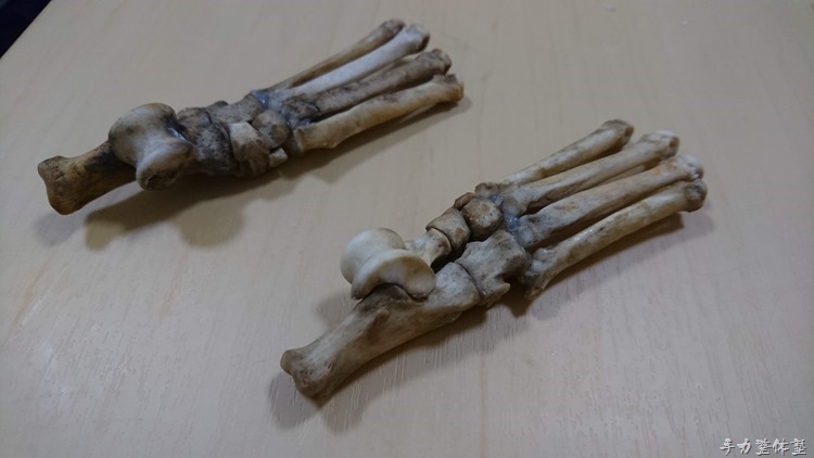 犬の リアル 骨格標本制作第2弾 足根骨の巻 整体師パンチ伊藤公式ブログ