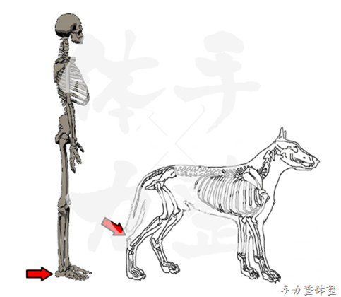 犬の リアル 骨格標本制作第2弾 足根骨の巻 整体師パンチ伊藤公式ブログ