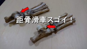 犬の骨格標本作成第二段、足根骨の巻。