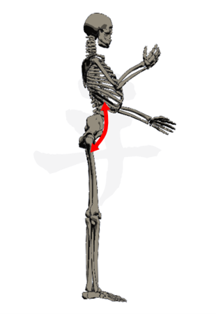 股関節の屈筋群が相対的に強くなったら出っ尻になります
