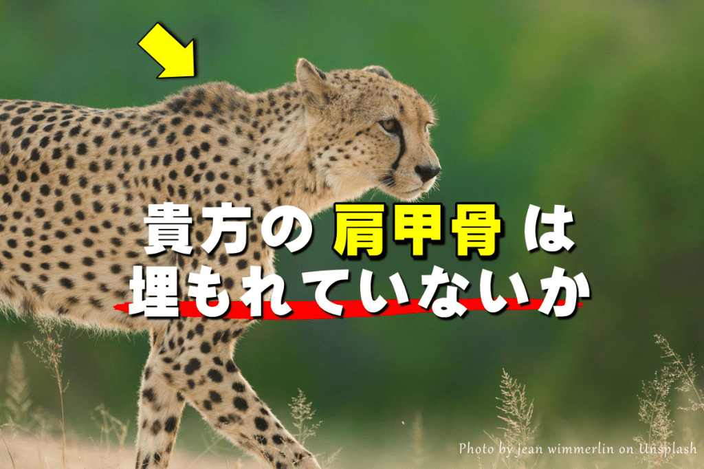 肩甲骨をくっきり出したい なら 立甲 の前にすることがあります 整体師パンチ伊藤公式ブログ