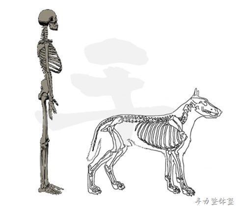 人と四足動物との肩甲骨の違い
