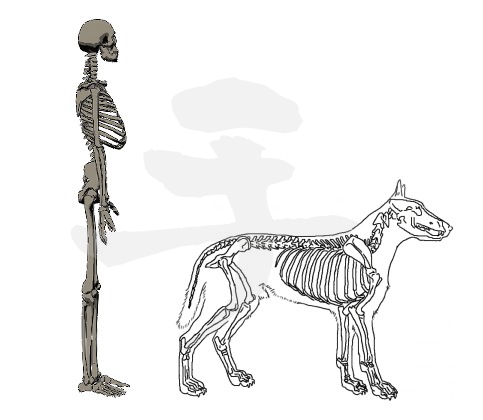 人と犬の骨格の違いを考えると整体はより面白くなります 整体師パンチ伊藤公式ブログ