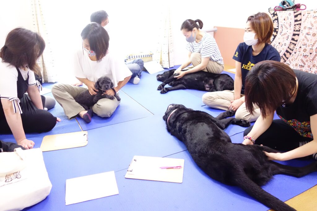 【犬の整体】施術自体は誰でも出来る・・・けれど