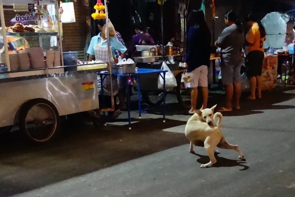 タイの野良犬は幸せそうに見える
