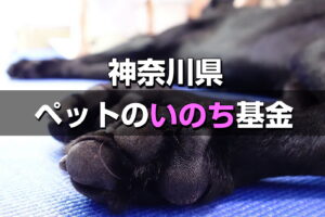 【神奈川ペットのいのち基金】支援表明