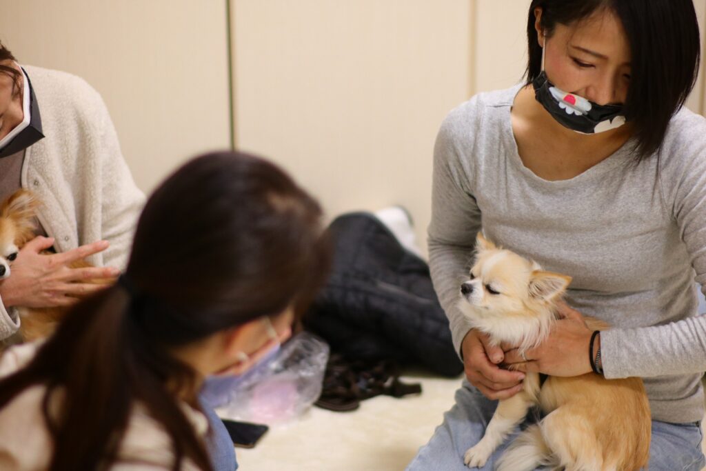 犬の整体の真意は飼い主さんのへのアドバイス