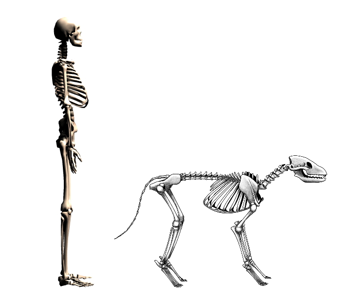 人と犬の骨格
