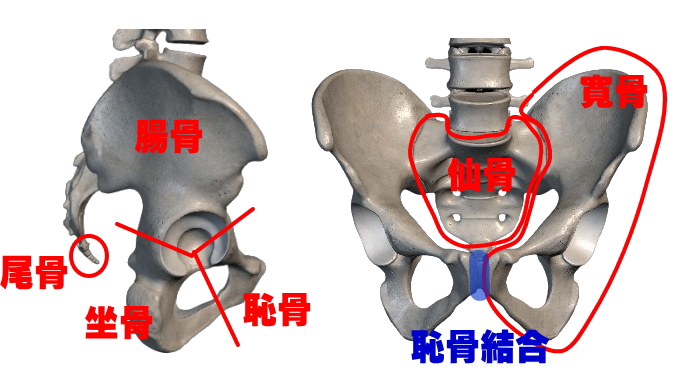 骨盤帯の機能解剖