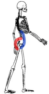股関節を伸展して歩けば体幹の筋肉が使われます